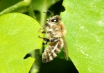 Junge Honigbiene
 (Bild: Steffen Remmel, 30.04.2009)