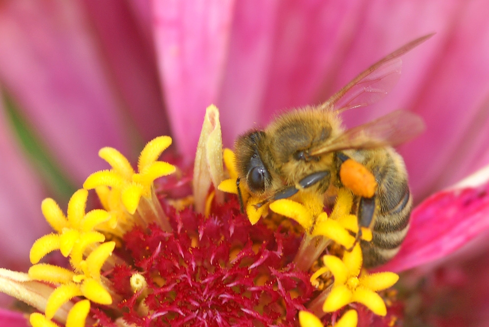 Biene mit gefüllten Pollenhöschen beim Nektar und Pollen sammeln (Bild: Steffen Remmel, hb_foto_0005.jpg)