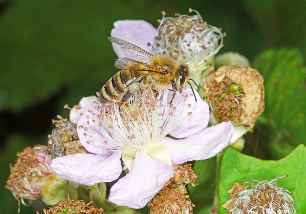Brombeere und Honigbiene (Bild: Steffen Remmel, hb_foto_0122.jpg)