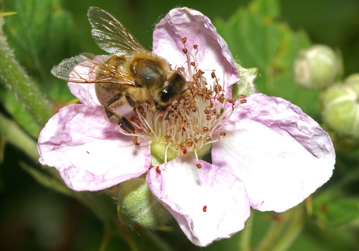 Honigbiene & Brombeere (Bild: Steffen Remmel, hb_foto_0062.jpg)