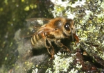 Biene beim Wasser holen (Bild: Steffen Remmel, 05.04.2009), Auch ein Bienenvolk benötigt Wasser. Einzelne Flugbienen sind mit der Aufgabe betraut Wasser für das Bienenvolk zu holen. Gut zu sehen ist die Zunge der Honigbiene
