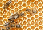 Bild: 22: Futterwabe vom 2009-04-05