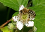 Honigbiene & Brombeere (Bild: Steffen Remmel, 30.05.2009), Zwischen Mitte Mai und August blüht die Brombeere (Rubus fruticosus). Die Brombeere steht vorwiegend an Waldrändern oder kommt als Gebüsche vor. Sie liefert Beerenobst für den Menschen und ist für die Honigbiene einer der wichtigsten Nektar und Pollen Lieferant.
