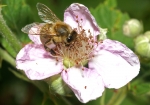 Bild: 62: Honigbiene & Brombeere vom 2009-05-30